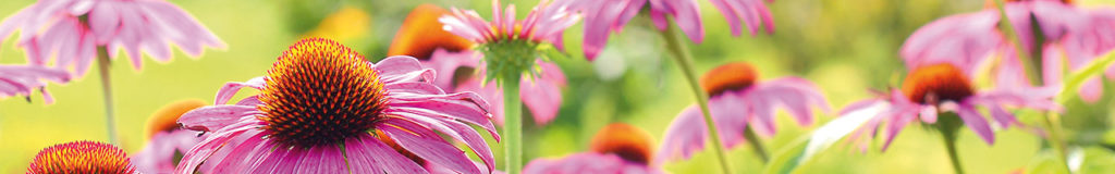 Thymian (Echter) Thymian Thymus vulgaris L. ArzneipflanzenLexikon