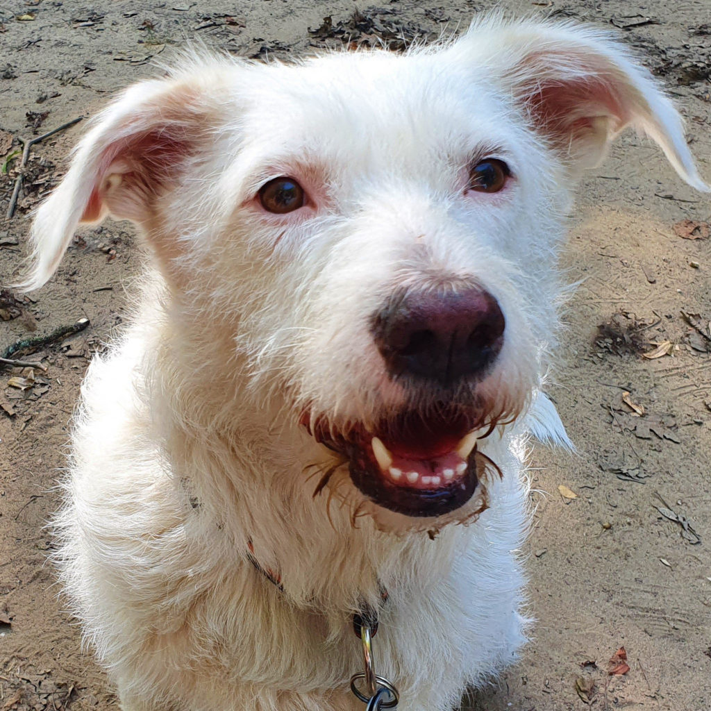 Bild von Bürohund Carla